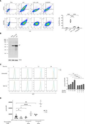 Integrated signaling and transcriptome analysis reveals Src family kinase individualities and novel pathways controlled by their constitutive activity